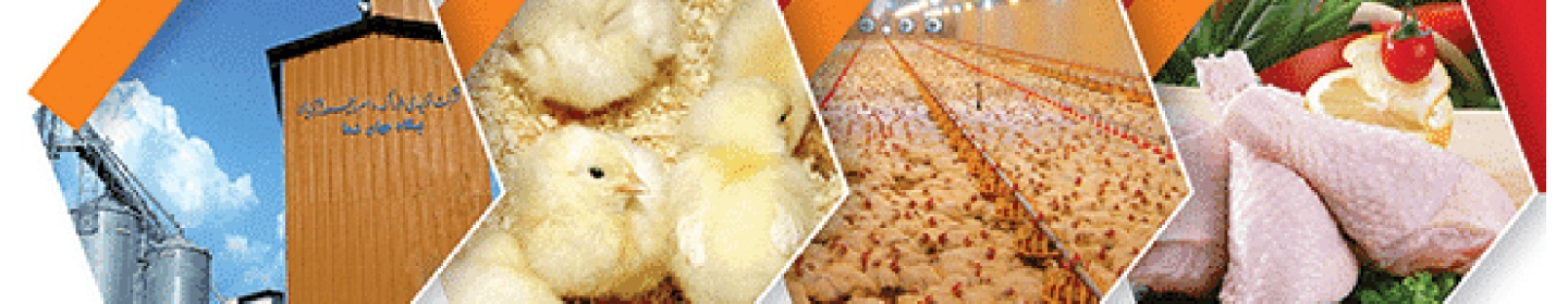 گروه جهان نما | زنجیره تولید و توزیع گوشت مرغ