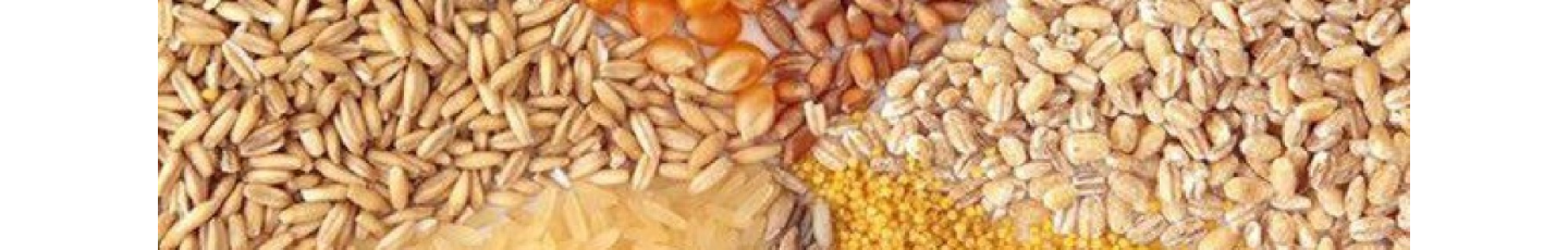 استخدام اروند توسعه بین الملل شاهان