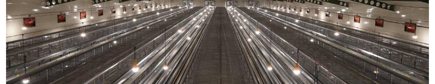 تجهیز ماکیان