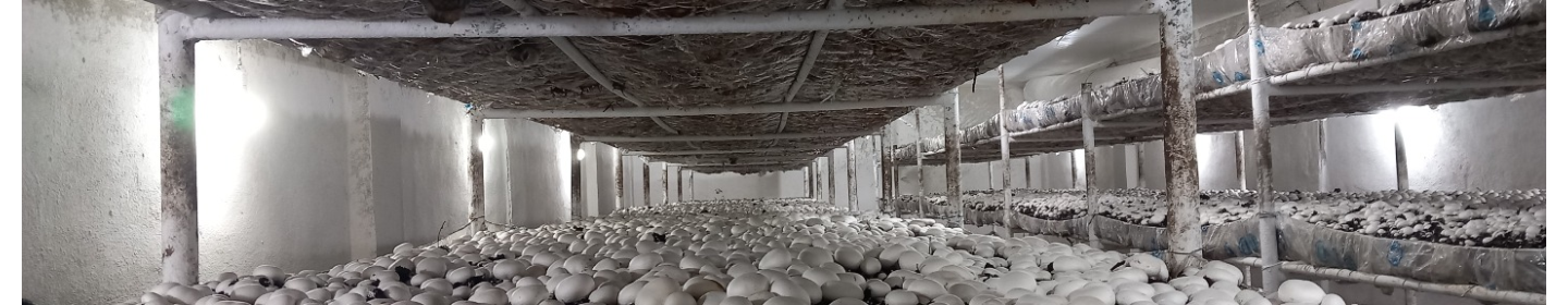 مزرعه قارچ شمالی