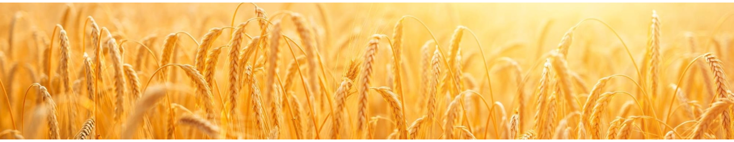 صنایع شیمیایی کرمان زمین
