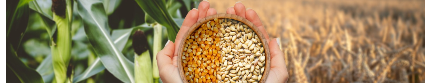 هلدینگ توسعه غزال