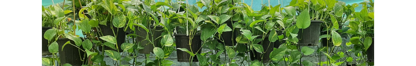 استخدام گلخانه گلدون من