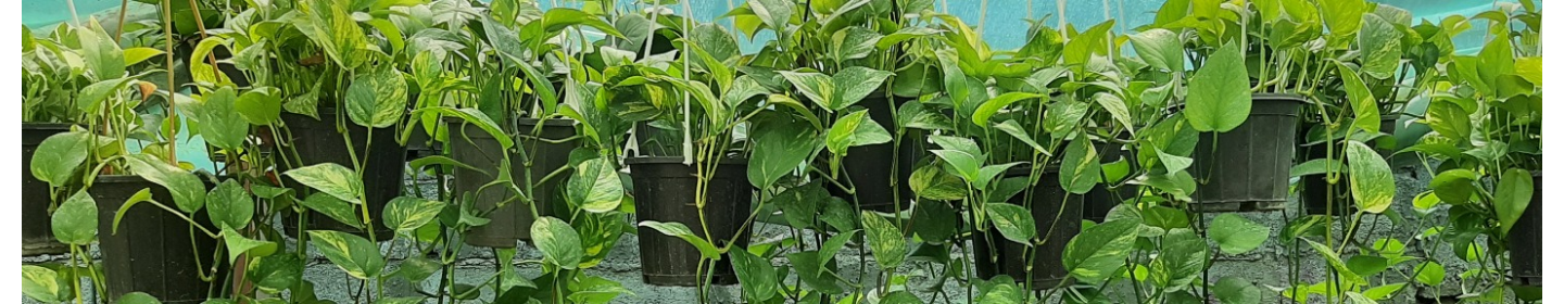 گلخانه گلدون من